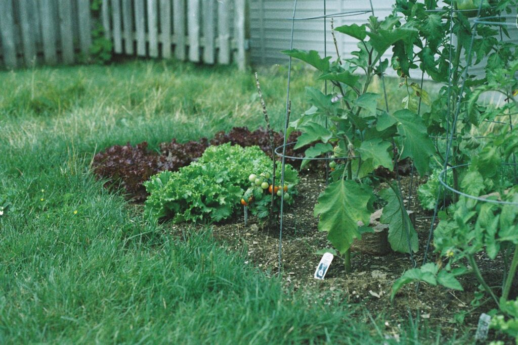 Een moestuin met sla en tomaten — sfeerbeeld